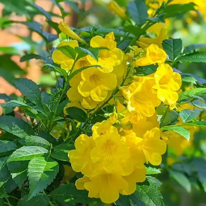 Yellow Bells Tecoma Stans Live Plants | Pack of 2 (TWO) | 5-9 Inch Esperanza | Yellow Elder