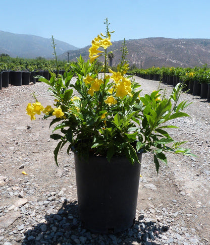 Yellow Bells Tecoma Stans Live Plants | Pack of 2 (TWO) | 5-9 Inch Esperanza | Yellow Elder