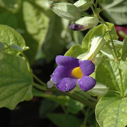 Blue Glory Vine Plants | Pack of 2 (TWO) | 5-9 Inch Thunbergia Battiscombei | Blue Boy | Royal Blue Flowering Scrambling Shrub
