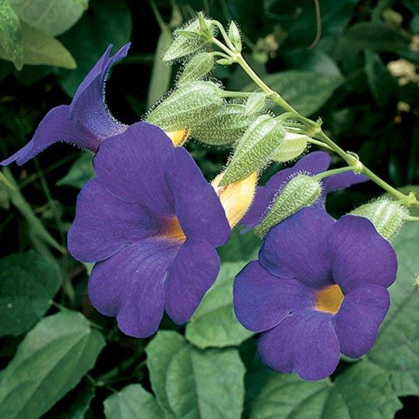Blue Glory Vine Plants | Pack of 2 (TWO) | 5-9 Inch Thunbergia Battiscombei | Blue Boy | Royal Blue Flowering Scrambling Shrub