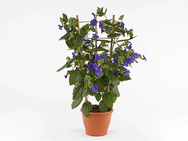 Blue Glory Vine Plants | Pack of 2 (TWO) | 5-9 Inch Thunbergia Battiscombei | Blue Boy | Royal Blue Flowering Scrambling Shrub