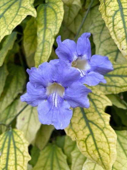 Thunbergia Grandiflora Plants | Pack of 2 (TWO) | 5-9 Inch Blue Trumpet Vine | Sky Vine / Bengal Clock Vine | Fast-Growing