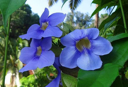 Thunbergia Grandiflora Plants | Pack of 2 (TWO) | 5-9 Inch Blue Trumpet Vine | Sky Vine / Bengal Clock Vine | Fast-Growing