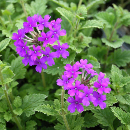 Verbena Homestead Purple Live Plants | Pack of 2 (TWO) | 5-9" Tall | Glandularia Canadensis