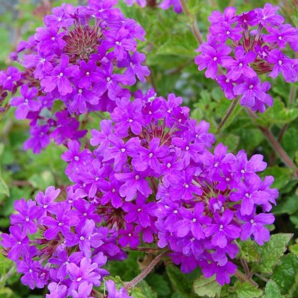 Verbena Homestead Purple Live Plants | Pack of 2 (TWO) | 5-9" Tall | Glandularia Canadensis