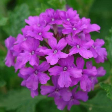 Verbena Homestead Purple Live Plants | Pack of 2 (TWO) | 5-9" Tall | Glandularia Canadensis