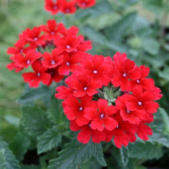 Verbena Homestead Red Live Plants | Pack of 2 (TWO) | 5-9" Tall | Glandularia Canadensis