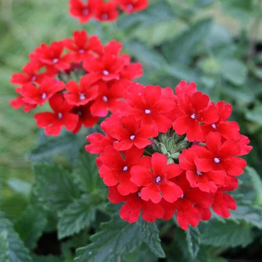 Verbena Homestead Red Live Plants | Pack of 2 (TWO) | 5-9" Tall | Glandularia Canadensis