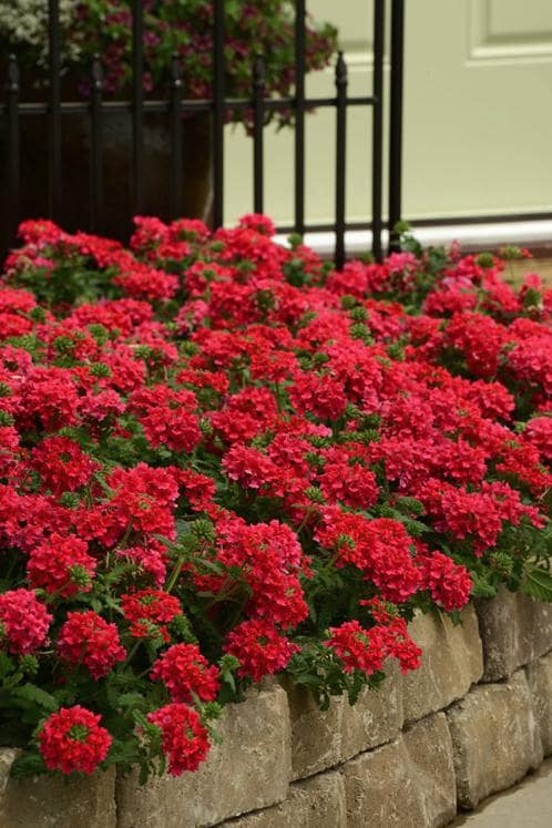 Verbena Homestead Red Live Plants | Pack of 2 (TWO) | 5-9" Tall | Glandularia Canadensis