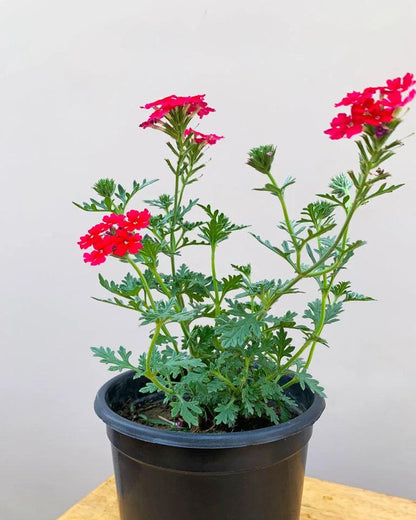 Verbena Homestead Red Live Plants | Pack of 2 (TWO) | 5-9" Tall | Glandularia Canadensis