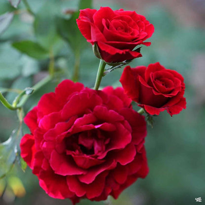 Don Juan Climbing Rose Live Plants | Pack of 2 | 5-9" Tall | Deep Velvet Red Fragrant Flowers