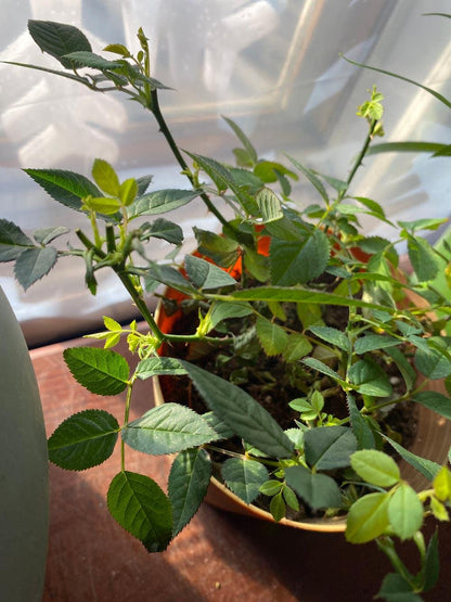 Don Juan Climbing Rose Live Plants | Pack of 2 | 5-9" Tall | Deep Velvet Red Fragrant Flowers