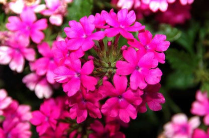 Verbena St. Paul Pink Live Plants | Pack of 2 (TWO) | 5-9" Tall | Verbena Canadensis Rosea | Texas Tuff Pink