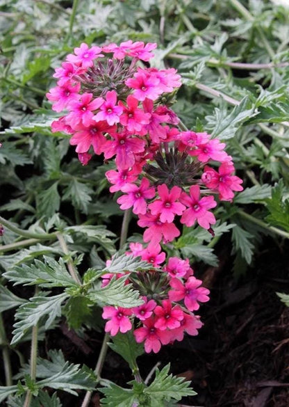 Verbena St. Paul Pink Live Plants | Pack of 2 (TWO) | 5-9" Tall | Verbena Canadensis Rosea | Texas Tuff Pink