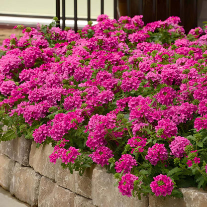 Verbena St. Paul Pink Live Plants | Pack of 2 (TWO) | 5-9" Tall | Verbena Canadensis Rosea | Texas Tuff Pink