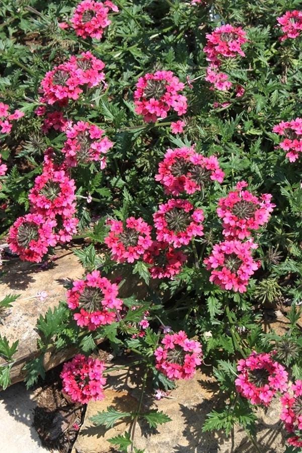 Verbena St. Paul Pink Live Plants | Pack of 2 (TWO) | 5-9" Tall | Verbena Canadensis Rosea | Texas Tuff Pink