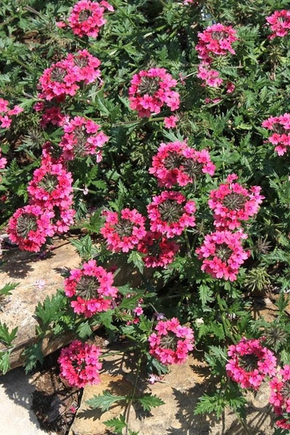 Verbena St. Paul Pink Live Plants | Pack of 2 (TWO) | 5-9" Tall | Verbena Canadensis Rosea | Texas Tuff Pink