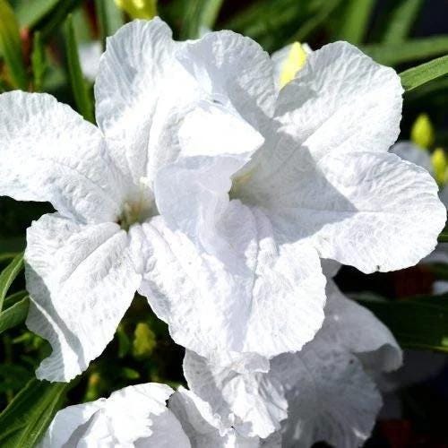 Katie’s Dwarf White Ruellia Live Plants | Pack of 2 (TWO) | 5-9" Tall | White Mexican Petunia