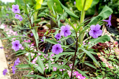 Purple Showers Ruellia Live Plants | Pack of 2 (TWO) | 5-9" Tall | Tall Mexican Petunia