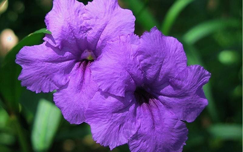 Purple Showers Ruellia Live Plants | Pack of 2 (TWO) | 5-9" Tall | Tall Mexican Petunia