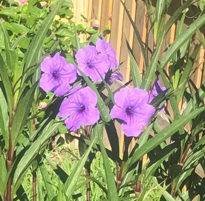 Purple Showers Ruellia Live Plants | Pack of 2 (TWO) | 5-9" Tall | Tall Mexican Petunia
