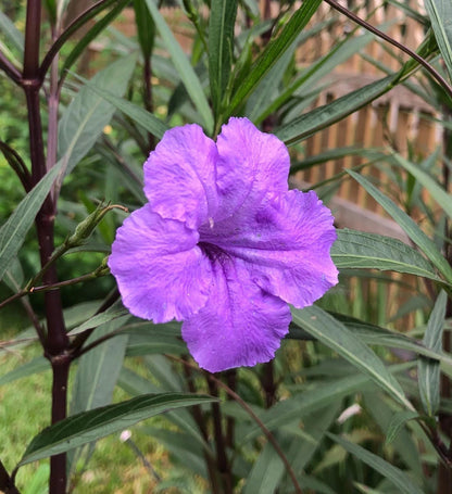 Purple Showers Ruellia Live Plants | Pack of 2 (TWO) | 5-9" Tall | Tall Mexican Petunia