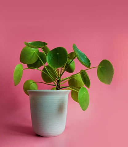 Chinese Money Plant | 5-9 Inch Pilea Peperomioides | UFO Plant | Round Leaf Pancake Plant for Indoor Modern Decor | Pet Friendly Houseplant