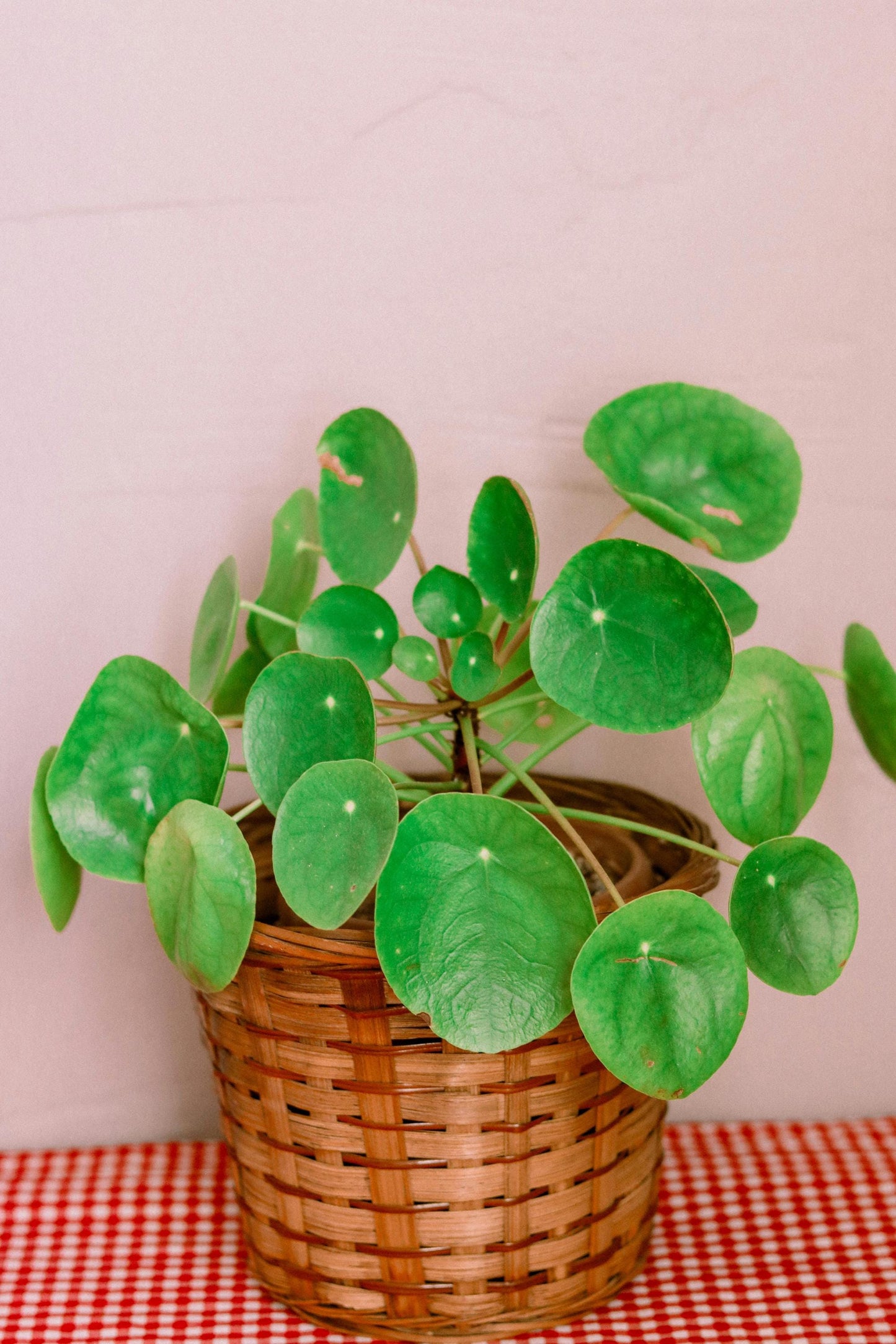 Chinese Money Plant | 5-9 Inch Pilea Peperomioides | UFO Plant | Round Leaf Pancake Plant for Indoor Modern Decor | Pet Friendly Houseplant