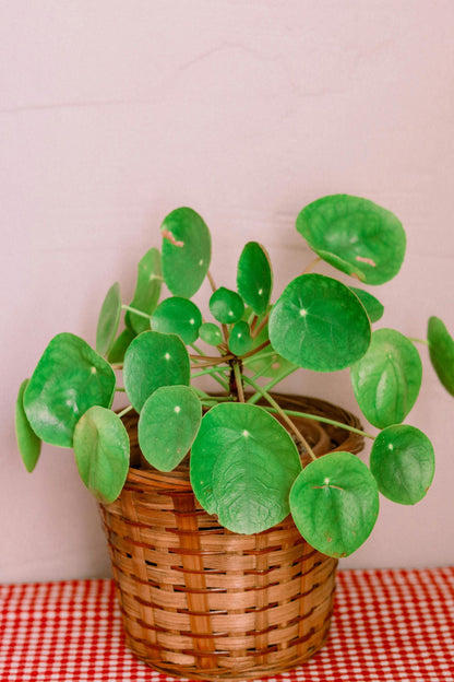 Chinese Money Plant | 5-9 Inch Pilea Peperomioides | UFO Plant | Round Leaf Pancake Plant for Indoor Modern Decor | Pet Friendly Houseplant