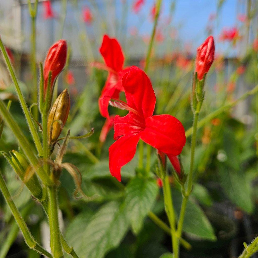 Brazilian Red Ruellia Live Plants | Pack of 2 (TWO) | 5-9" Tall | Ruellia Elegans | Red Wild Petunia