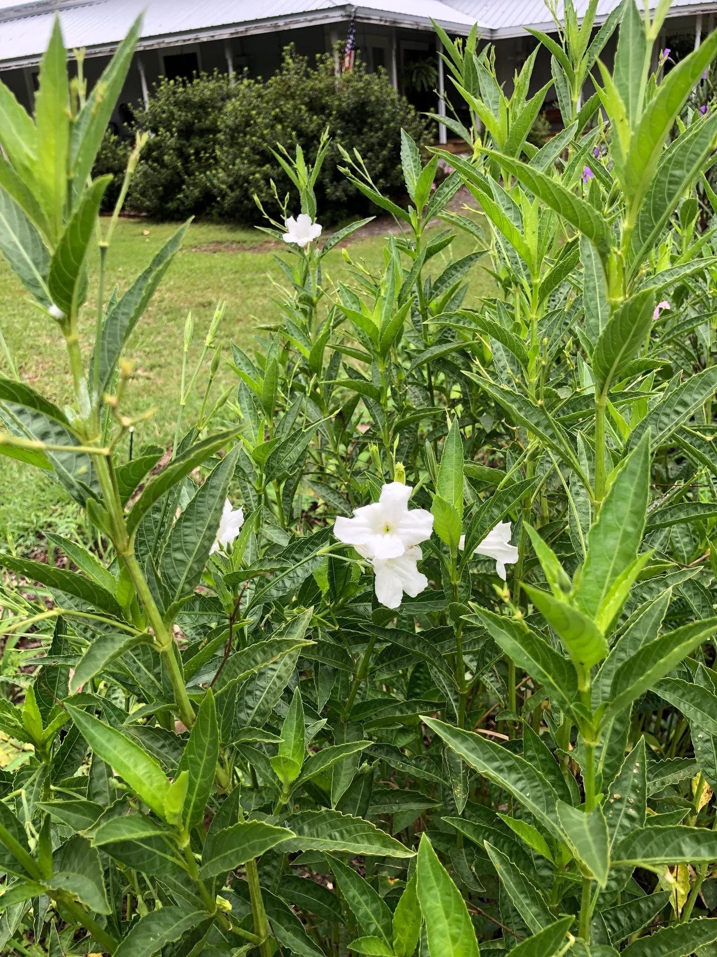 White Wild Petunia Ruellia Live Plants | Pack of 2 (TWO) | 5-9" Tall | Mexican Petunia