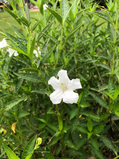 White Wild Petunia Ruellia Live Plants | Pack of 2 (TWO) | 5-9" Tall | Mexican Petunia
