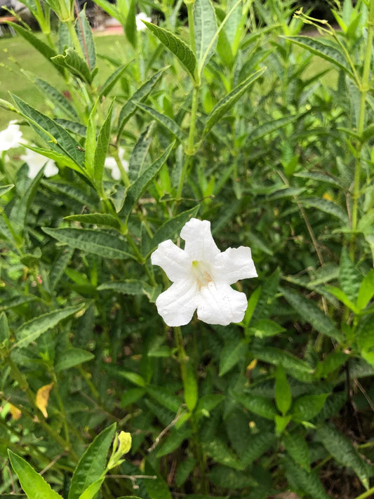 White Wild Petunia Ruellia Live Plants | Pack of 2 (TWO) | 5-9" Tall | Mexican Petunia