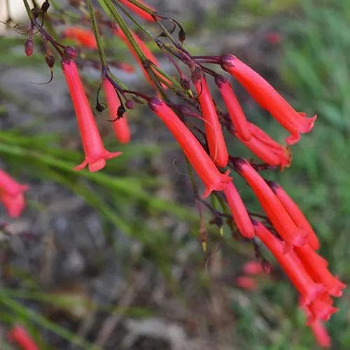 Russelia Red Firecracker Live Plants | Pack of 2 (TWO) | 5-9" Tall | Coral Fountain Plant | Cascading Hummingbird Magnet