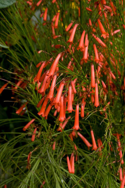 Russelia Red Firecracker Live Plants | Pack of 2 (TWO) | 5-9" Tall | Coral Fountain Plant | Cascading Hummingbird Magnet
