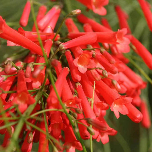 Russelia Red Firecracker Live Plants | Pack of 2 (TWO) | 5-9" Tall | Coral Fountain Plant | Cascading Hummingbird Magnet