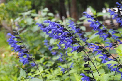Salvia Black and Blue Live Plants | Pack of 2 (TWO) | 5-9" Tall | Anise Sage | Deep Cobalt Flowers on Black Stems