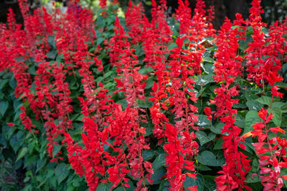 Salvia Faye Chapel Live Plants | Pack of 2 (TWO) | 5-9" Tall | Scarlet Sage | Non-Stop Blooming Red Flowers