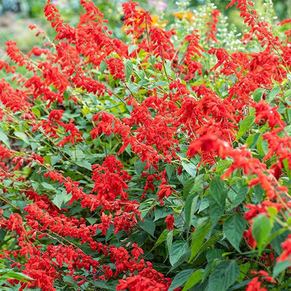 Salvia Faye Chapel Live Plants | Pack of 2 (TWO) | 5-9" Tall | Scarlet Sage | Non-Stop Blooming Red Flowers