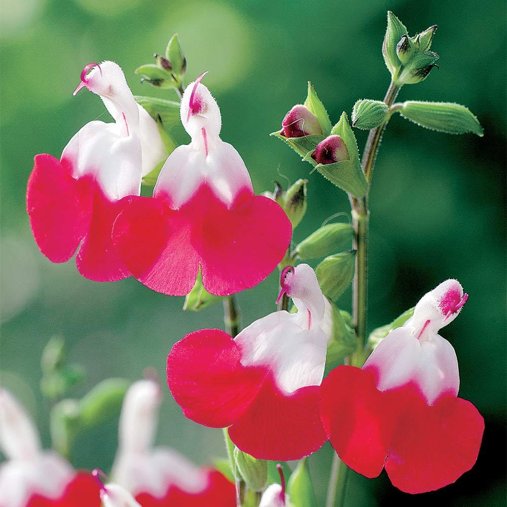 Salvia Hot Lips Live Plants | Pack of 2 (TWO) | 5-9" Tall | Bicolor Red & White Sage | Color-Changing Flowers