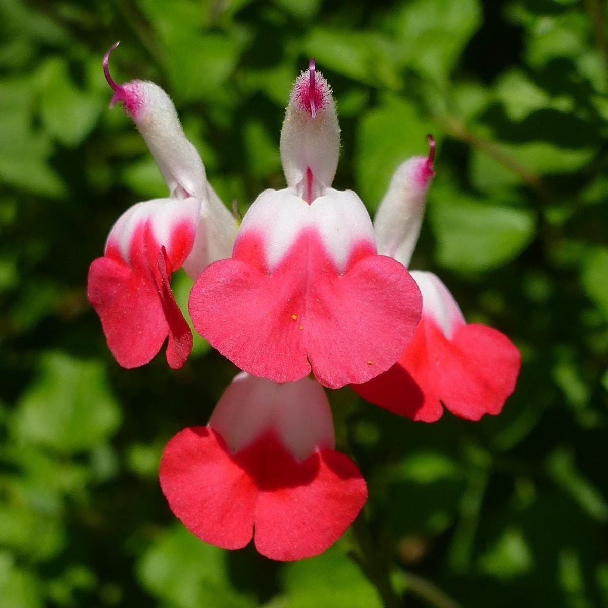 Salvia Hot Lips Live Plants | Pack of 2 (TWO) | 5-9" Tall | Bicolor Red & White Sage | Color-Changing Flowers