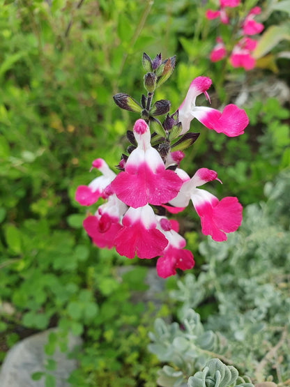 Salvia Hot Lips Live Plants | Pack of 2 (TWO) | 5-9" Tall | Bicolor Red & White Sage | Color-Changing Flowers