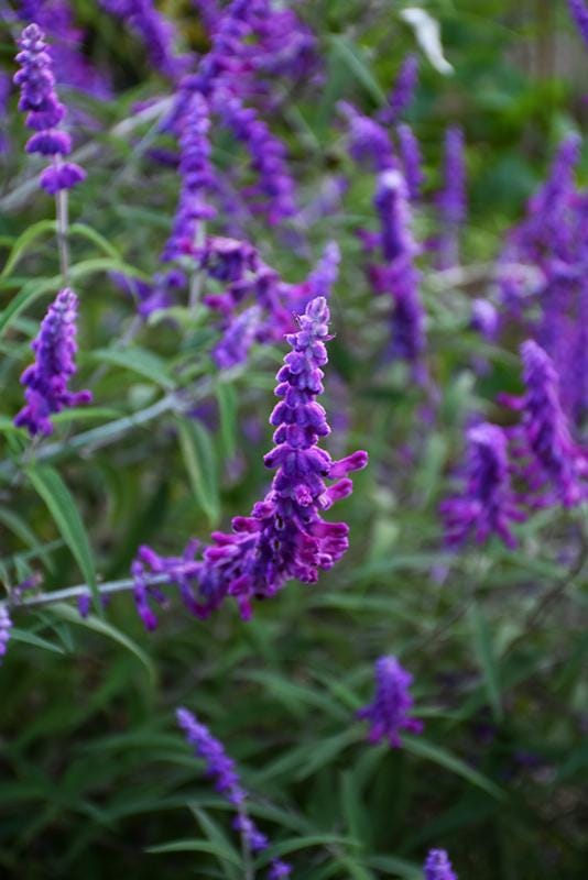 Purple Mexican Bush Sage Live Plants | Pack of 2 (TWO) | 5-9" Tall | Salvia Leucantha | Velvet Flower Spikes
