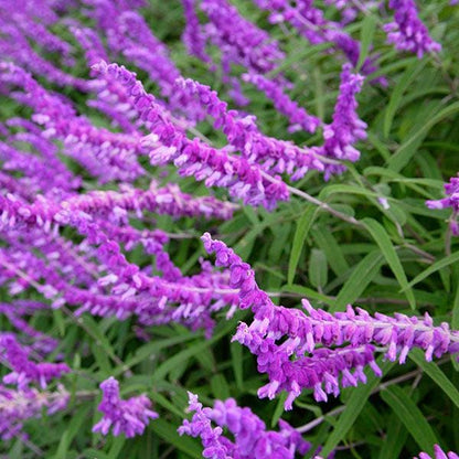 Purple Mexican Bush Sage Live Plants | Pack of 2 (TWO) | 5-9" Tall | Salvia Leucantha | Velvet Flower Spikes