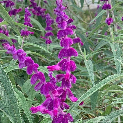 Purple Mexican Bush Sage Live Plants | Pack of 2 (TWO) | 5-9" Tall | Salvia Leucantha | Velvet Flower Spikes