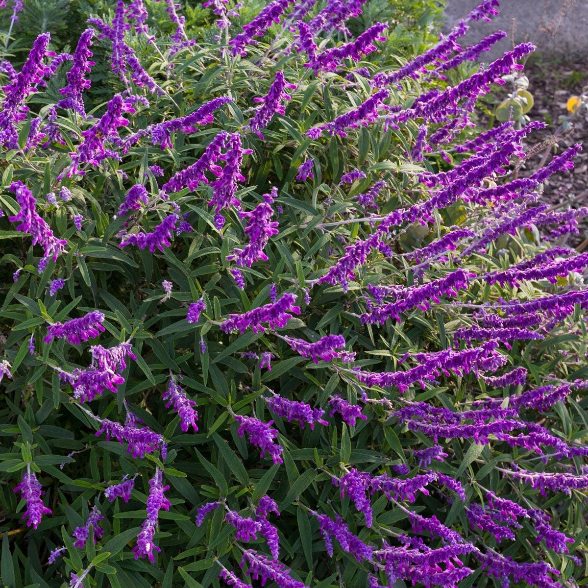 Purple Mexican Bush Sage Live Plants | Pack of 2 (TWO) | 5-9" Tall | Salvia Leucantha | Velvet Flower Spikes
