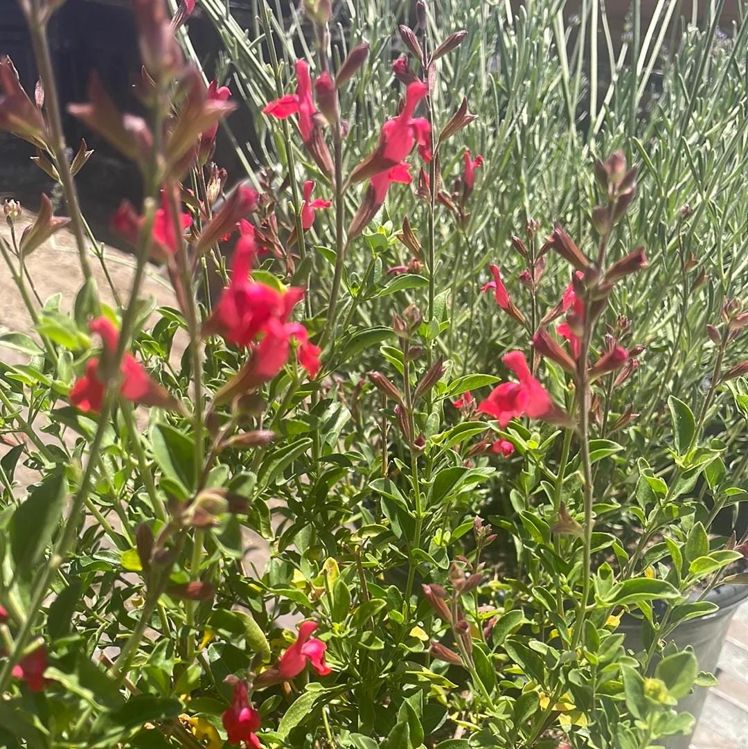Salvia Greggii Red Live Plants | Pack of 2 (TWO) | 5-9" Tall | Autumn Sage / Cherry Sage | Crimson Blooms & Aromatic Foliage