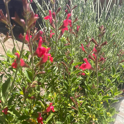 Salvia Greggii Red Live Plants | Pack of 2 (TWO) | 5-9" Tall | Autumn Sage / Cherry Sage | Crimson Blooms & Aromatic Foliage
