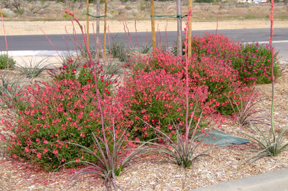 Salvia Greggii Red Live Plants | Pack of 2 (TWO) | 5-9" Tall | Autumn Sage / Cherry Sage | Crimson Blooms & Aromatic Foliage