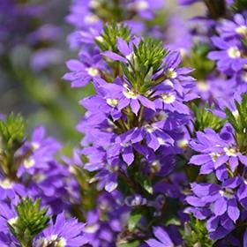Scaevola Purple Fanfare Live Plants – photo 2
